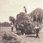 Haymaking in the 1920s
