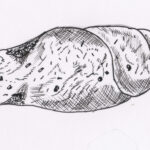Drawing of Coprolite