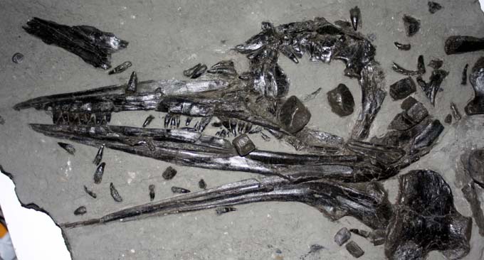 Ichthyosaurus breviceps skull