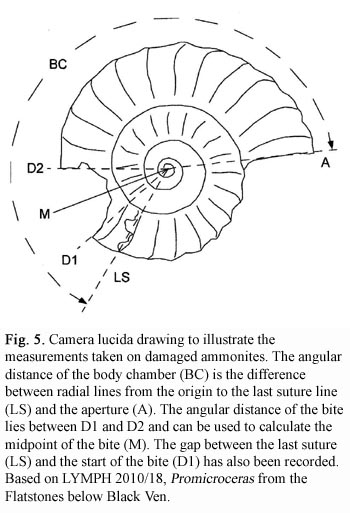 Camera lucida drawing to illustrate the measurements taken on damaged ammonites