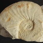 Cretaceous bitten ammonite 2
