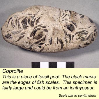 Coprolite: a piece of fossil poo!