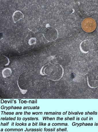 Devil's toe-nail fossil