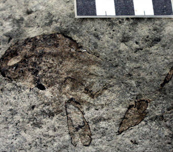 Eroded fossil lobster
