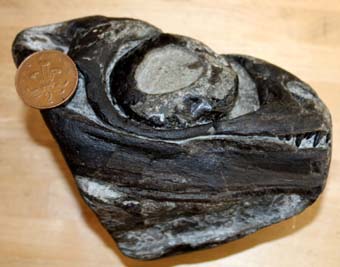 Ichthyosaur skull from Seatown