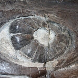 Fossils/Ammonite