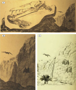 The Reverend G. E. Howman and the Noctivagous Dragon - Lyme Regis Museum