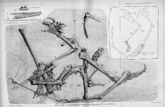 The original specimen of ‘Pterodactylus’ macronyx collected by Mary Anning in 1828