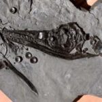 Small ichthyosaur