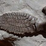 Ichthyosaur paddle