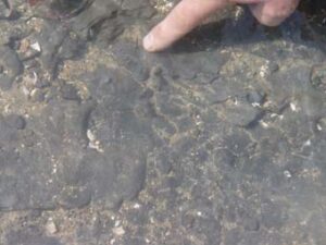 Pointing at the ichthyosaur paddle in situ