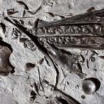 Ichthyosaur rostrum detail