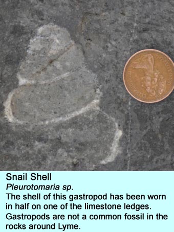 Snail shell fossil