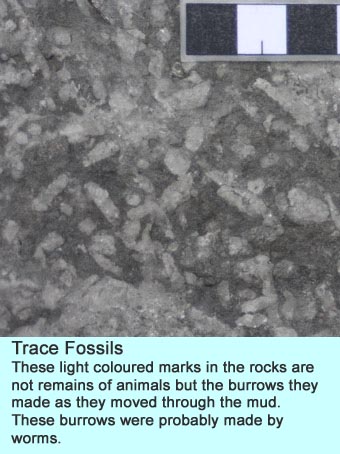 Trace fossils