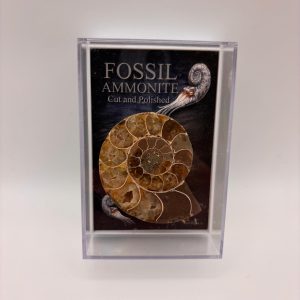 Fossil Ammonite