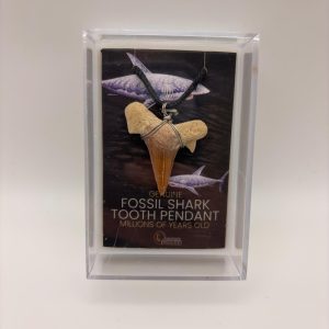 Fossil Shark Tooth Pendant