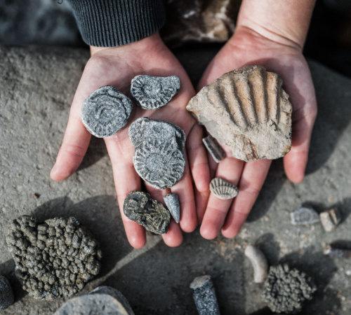 Fossil Walk Finds