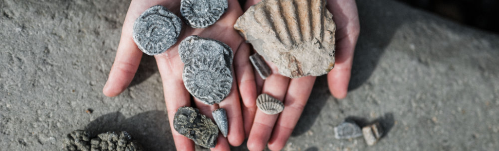 Fossil Finds