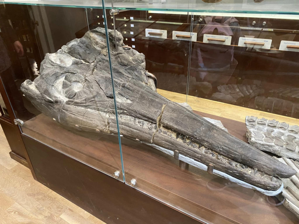 Ichthyosaur