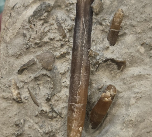 Belemnite