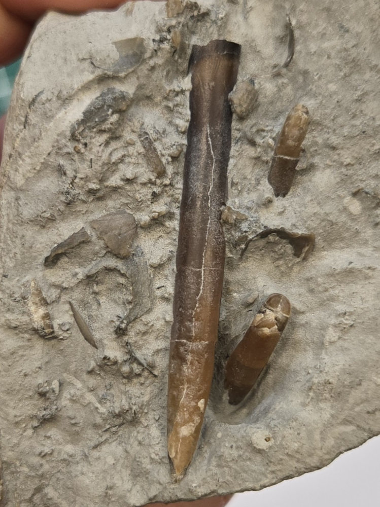 Belemnite