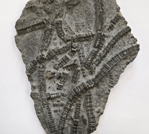 Crinoid
