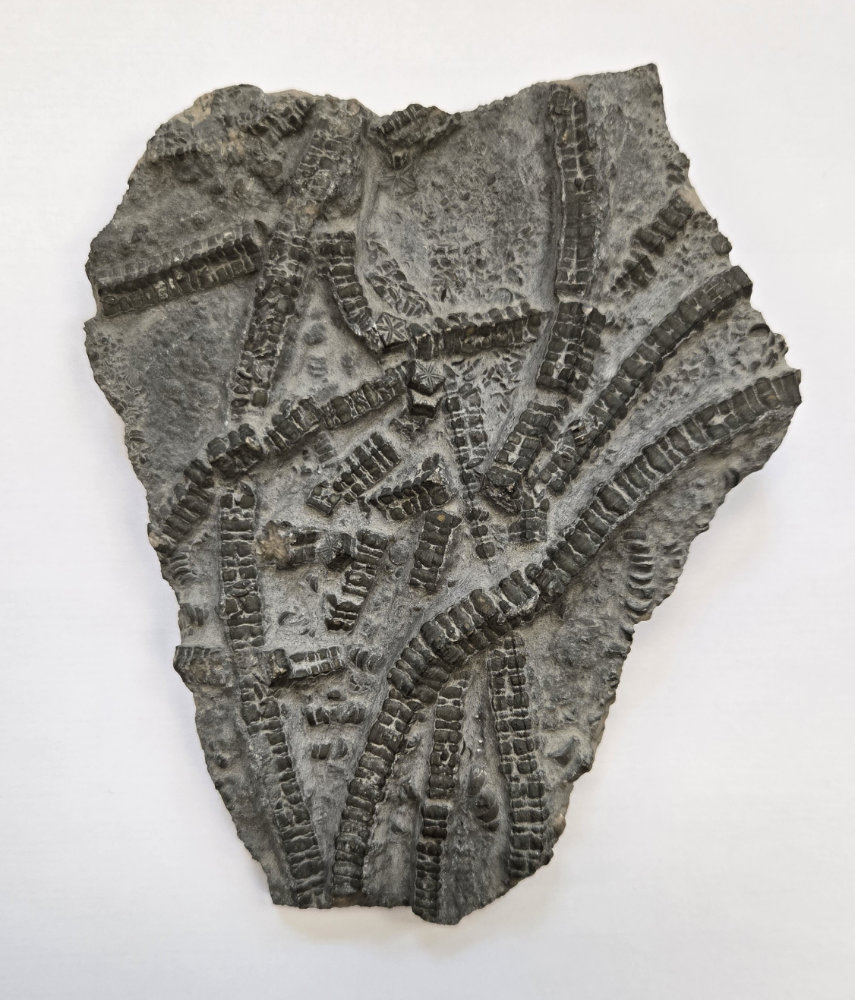 Crinoid