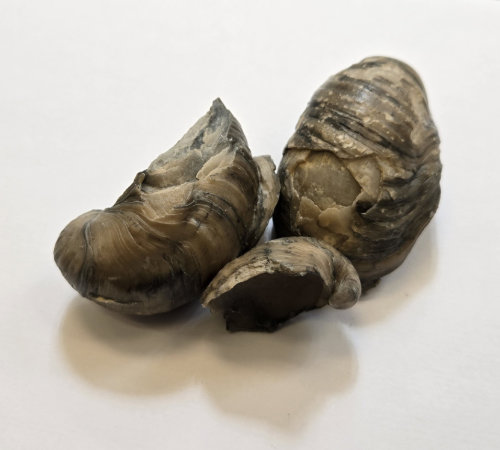 Gryphaea